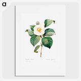 White Japanese camellia - ピエール ジョゼフ ルドゥーテ Poster.