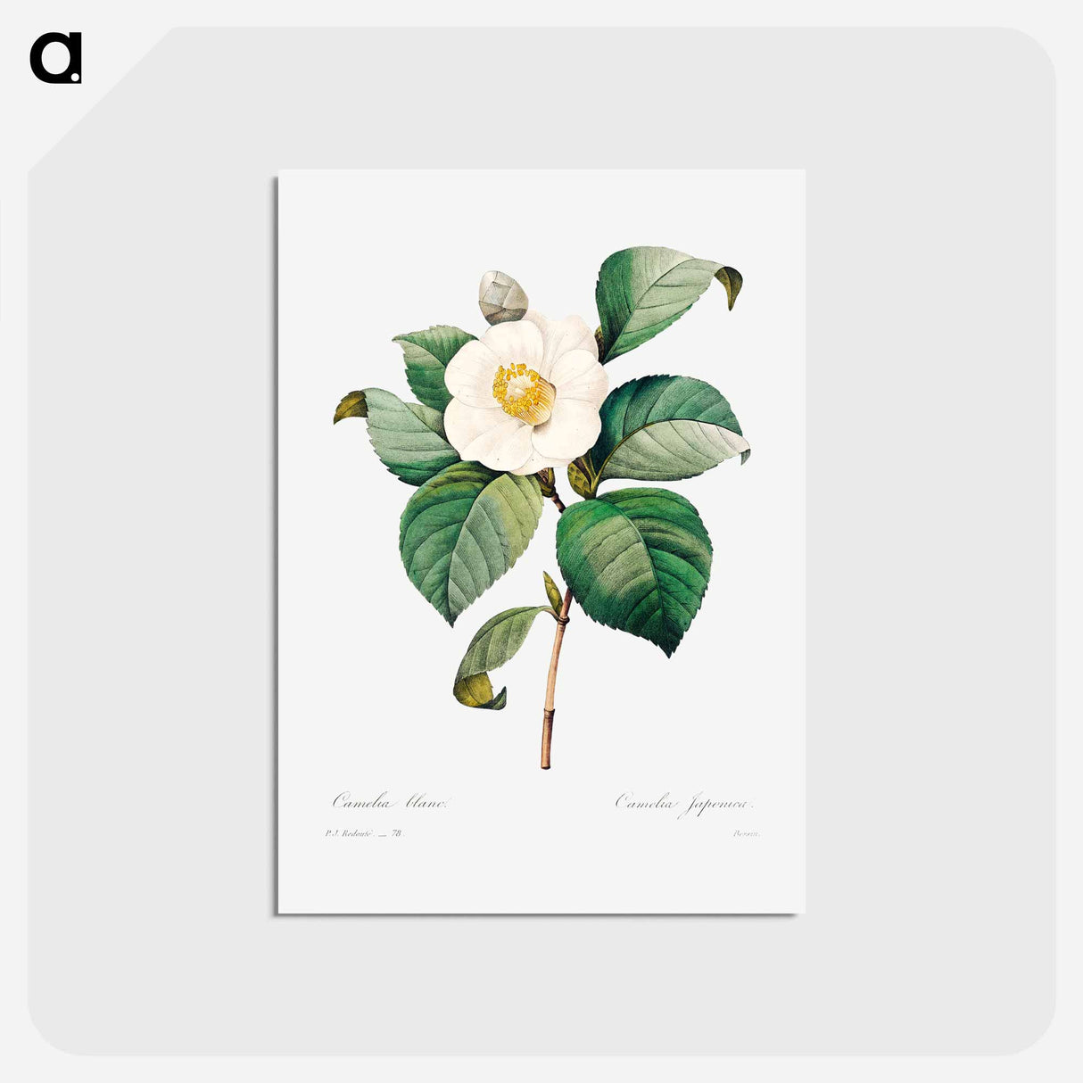 アートポストカード-White Japanese camellia - ピエール ジョゼフ ルドゥーテ Postcard.