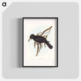 Quoy's Crow-Shrike
 - オーストラリアの鳥 Poster.