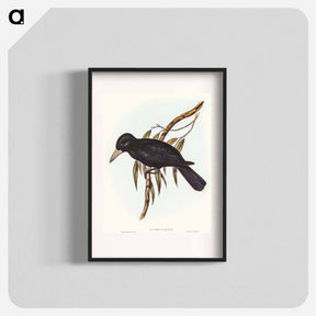 アートポスター-Quoy's Crow-Shrike
 - オーストラリアの鳥 Poster.