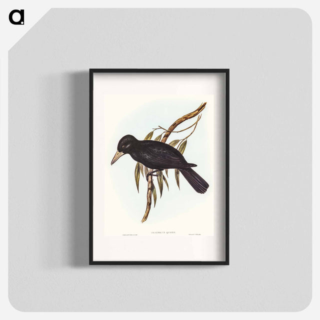 アートポスター-Quoy's Crow-Shrike
 - オーストラリアの鳥 Poster.