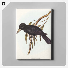 アートパネル-Quoy's Crow-Shrike
 - オーストラリアの鳥 Canvas.