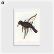 アートポストカード-Quoy's Crow-Shrike
 - オーストラリアの鳥 Postcard.