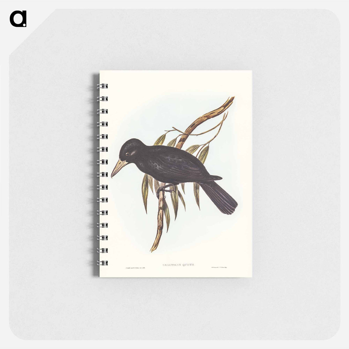アートメモ帳-Quoy's Crow-Shrike
 - オーストラリアの鳥 Memo.