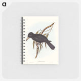 アートメモ帳-Quoy's Crow-Shrike
 - オーストラリアの鳥 Memo.