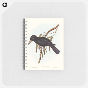 アートメモ帳-Quoy's Crow-Shrike
 - オーストラリアの鳥 Memo.