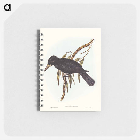 アートメモ帳-Quoy's Crow-Shrike
 - オーストラリアの鳥 Memo.