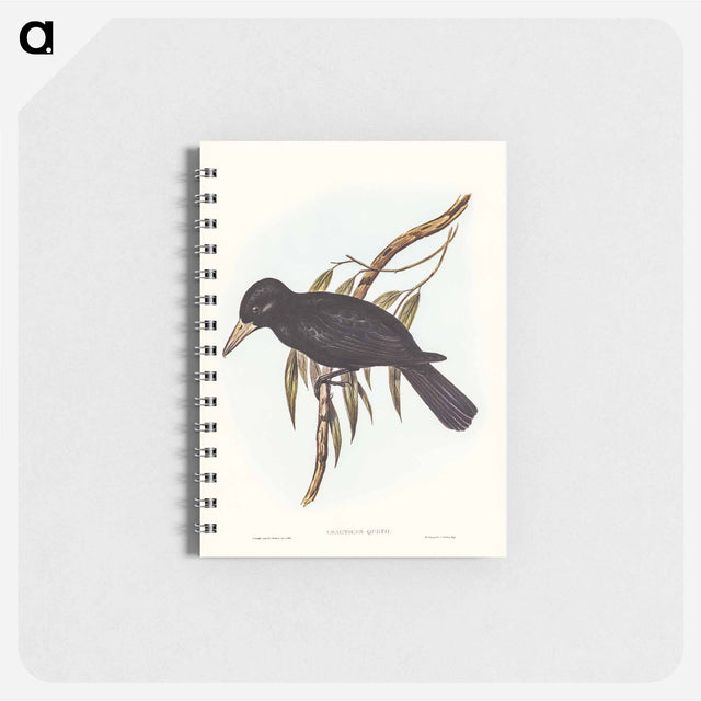 アートメモ帳-Quoy's Crow-Shrike
 - オーストラリアの鳥 Memo.