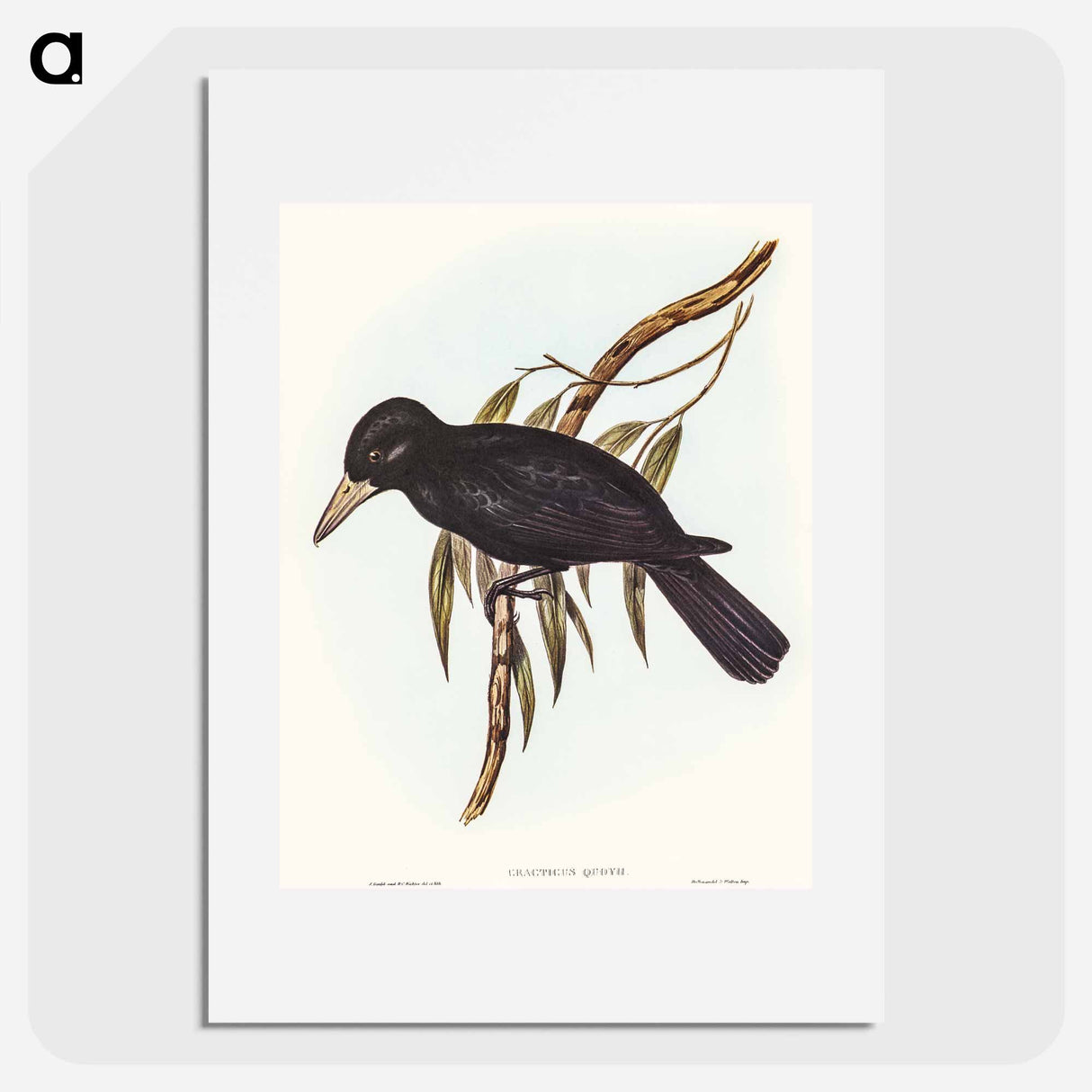 アートポスター-Quoy's Crow-Shrike
 - オーストラリアの鳥 Poster.
