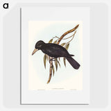 アートポスター-Quoy's Crow-Shrike
 - オーストラリアの鳥 Poster.