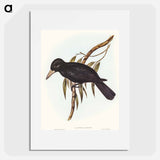 Quoy's Crow-Shrike
 - オーストラリアの鳥 Poster.