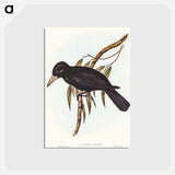 アートポストカード-Quoy's Crow-Shrike
 - オーストラリアの鳥 Postcard.