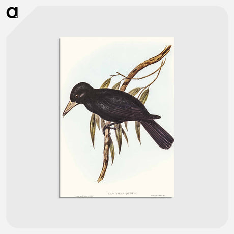 アートポストカード-Quoy's Crow-Shrike
 - オーストラリアの鳥 Postcard.