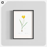 Tulipa sylvestris - ピエール ジョゼフ ルドゥーテ Poster.