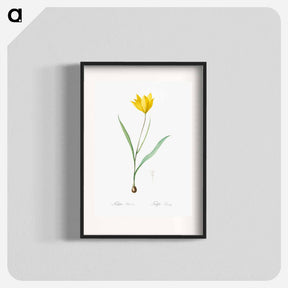 アートポスター-Tulipa sylvestris - ピエール ジョゼフ ルドゥーテ Poster.