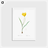 アートポストカード-Tulipa sylvestris - ピエール ジョゼフ ルドゥーテ Postcard.