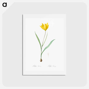 アートポストカード-Tulipa sylvestris - ピエール ジョゼフ ルドゥーテ Postcard.