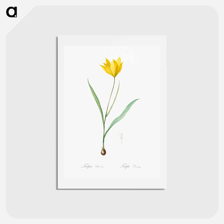 アートポストカード-Tulipa sylvestris - ピエール ジョゼフ ルドゥーテ Postcard.