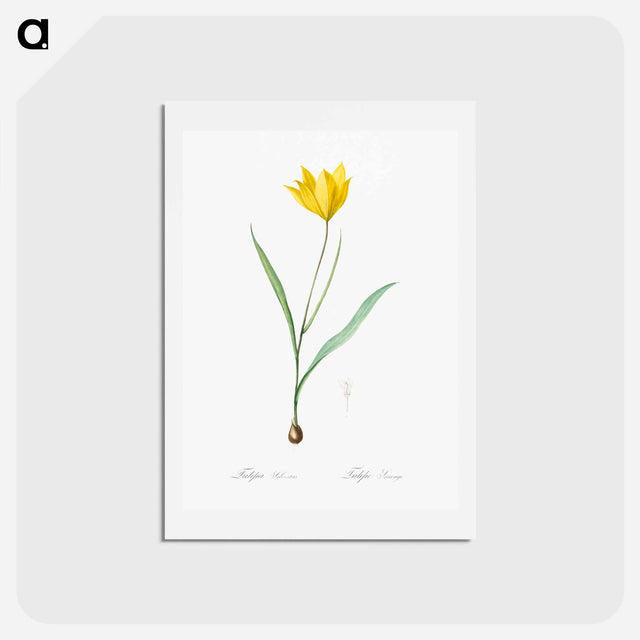 アートポストカード-Tulipa sylvestris - ピエール ジョゼフ ルドゥーテ Postcard.