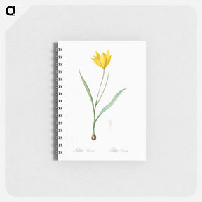 アートメモ帳-Tulipa sylvestris - ピエール ジョゼフ ルドゥーテ Memo.