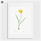 Tulipa sylvestris - ピエール ジョゼフ ルドゥーテ Poster.