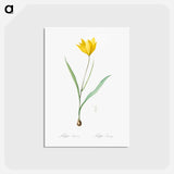 アートポストカード-Tulipa sylvestris - ピエール ジョゼフ ルドゥーテ Postcard.
