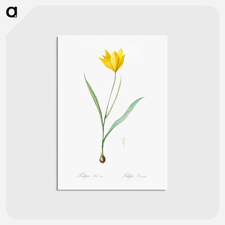 アートポストカード-Tulipa sylvestris - ピエール ジョゼフ ルドゥーテ Postcard.