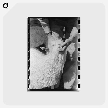 アートポストカード-Goat's Teeth
 - ラッセル リー Postcard.