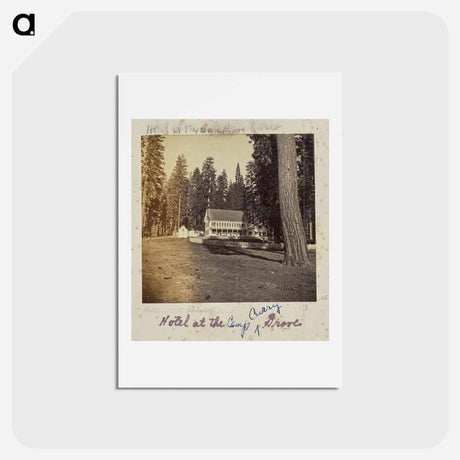 アートポストカード-Hotel at Calaveras Grove
 - エドワード マイブリッジ Postcard.