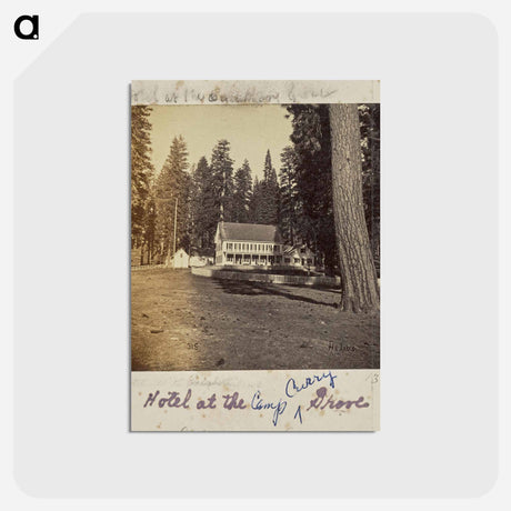 アートポストカード-Hotel at Calaveras Grove
 - エドワード マイブリッジ Postcard.