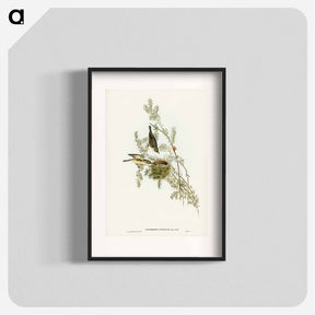 アートポスター-Gray-backed Zosterops
 - ジョン グールド Poster.