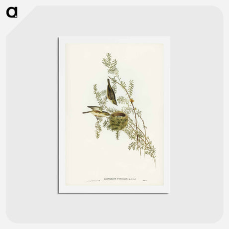 アートポストカード-Gray-backed Zosterops
 - ジョン グールド Postcard.