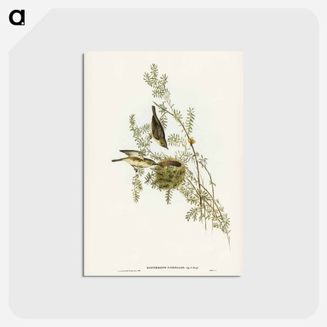 アートポストカード-Gray-backed Zosterops
 - ジョン グールド Postcard.