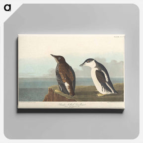 アートパネル-Slender-billed Guillemot
 - ジョン ジェームス オーデュボン Canvas.