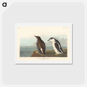 アートポストカード-Slender-billed Guillemot
 - ジョン ジェームス オーデュボン Postcard.