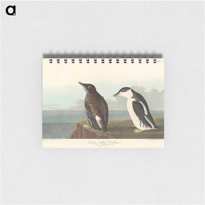 アートメモ帳-Slender-billed Guillemot
 - ジョン ジェームス オーデュボン Memo.