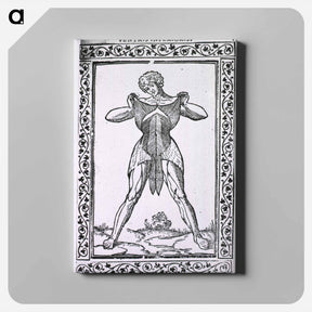 アートパネル-Abdominal Muscles
 - 国立医学図書館 Canvas.