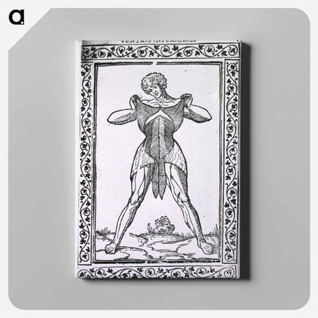 アートパネル-Abdominal Muscles
 - 国立医学図書館 Canvas.