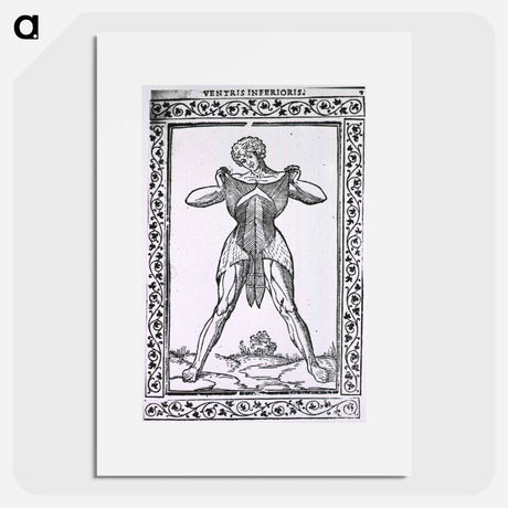 アートポスター-Abdominal Muscles
 - 国立医学図書館 Poster.