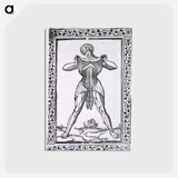 アートポストカード-Abdominal Muscles
 - 国立医学図書館 Postcard.