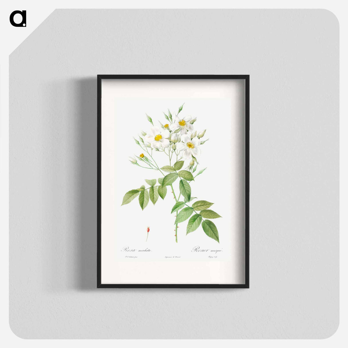 Musk Rose - Pierre Joseph Redouté Poster.