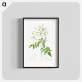 Musk Rose - Pierre Joseph Redouté Poster.