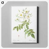 5-7_Pierre-Joseph-Redoute_canvas