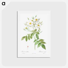 アートポストカード-Musk Rose - ピエール ジョゼフ ルドゥーテ Postcard.
