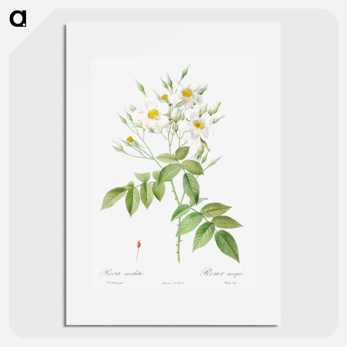 Musk Rose - Pierre Joseph Redouté Poster.