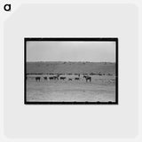 アートポストカード-Cutting Out Calves
 - ラッセル リー Postcard.