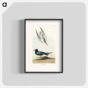 アートポスター-Black Tern from Birds of America
 - アメリカの鳥たち Poster.