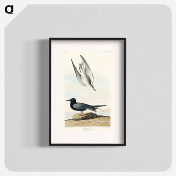 Black Tern from Birds of America
 - アメリカの鳥たち Poster.