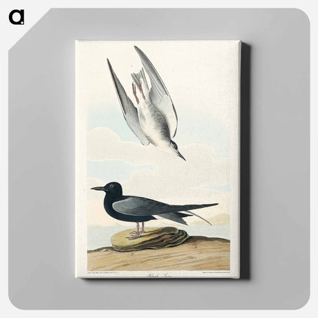 アートパネル-Black Tern from Birds of America
 - アメリカの鳥たち Canvas.