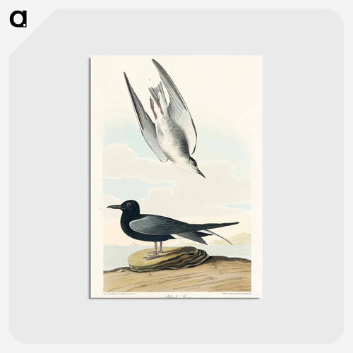 Black Tern from Birds of America
 - アメリカの鳥たち Postcard.